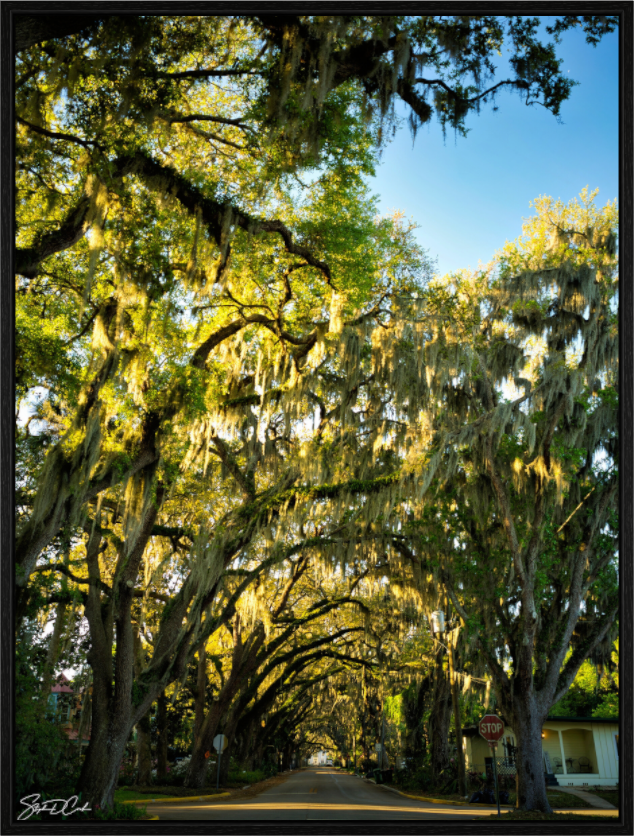 Magnolia Morning