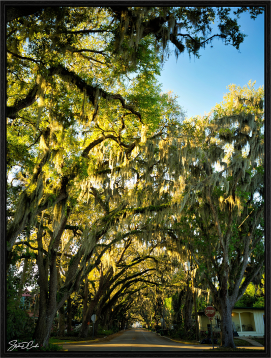 Magnolia Morning